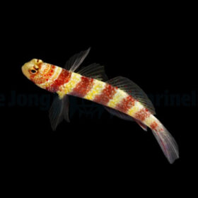 Amblyeleotris Wheeleri, Red Banded Goby