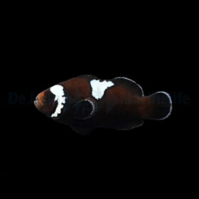 Amphiprion Ocellaris Midnight Lightning