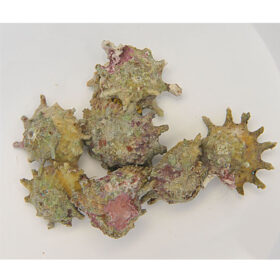 Astralium Calcar, Ninja Star Snail
