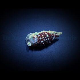 Cerithium (Tehericium) Litteratum, Cerith Snails