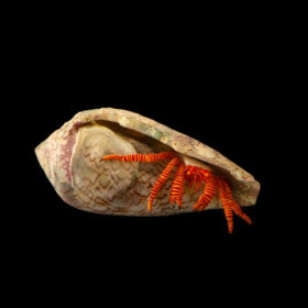 Ciliopagurus Striatus, Orange hermit crab