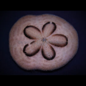 Clypeaster Humilis, Sand dollar