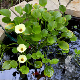 Hydrocleys nymphoides