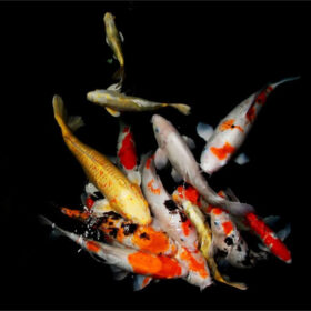 Koi Mix