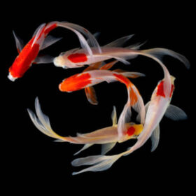 Koi Veiltail