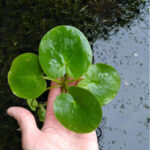 Limnobium laevigatum, Frogbit.
