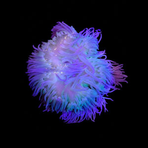 Macrodactyla Doreensis Purple (XL)