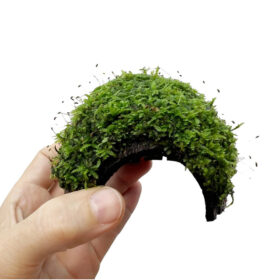 One Hole Coconut with Java Moss