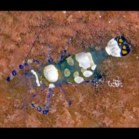 Periclimenes Brevicarpalis, Anemone Shrimp