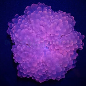 Entacmaea Quadricolor Pink