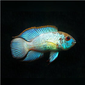 Andinoacara Pulcher, Blue Acara