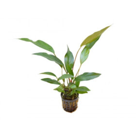 Anubias Lanceolata pot