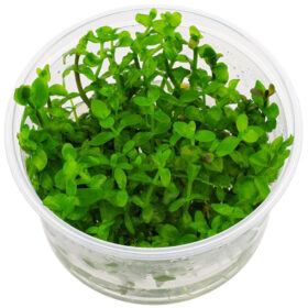 Bacopa Caroliniana in vitro