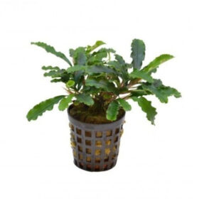 Bucephalandra sintang pot