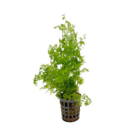 Ceratopteris Siliquosa pot