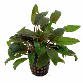 Cryptocoryne Beckettii Pot