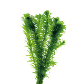 Elodea Densa Pot