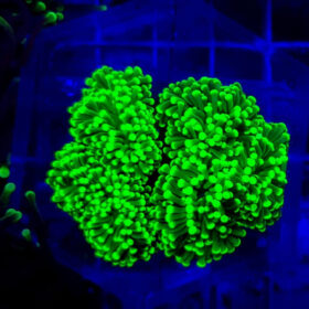 Euphyllia Glabrescens Ultra Premium. 