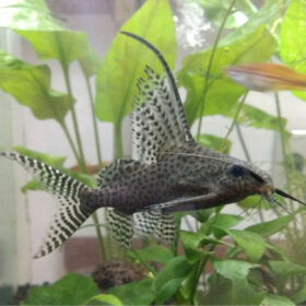 Featherfin Catfish, Synodontis Eupterus