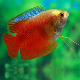 Gourami Dwarf Blood Red