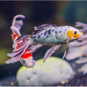 Koi Butterfly