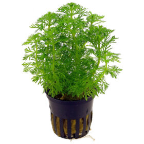 Limnophila Sessiliflora Ambulia pot