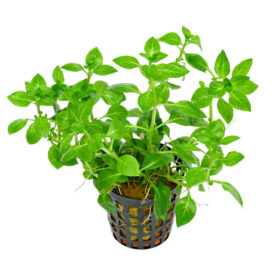 Ludwigia Palustris Green pot