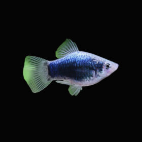 Platy Coral Tuxedo Blue