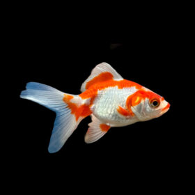 Ryukin Goldfish White-Red