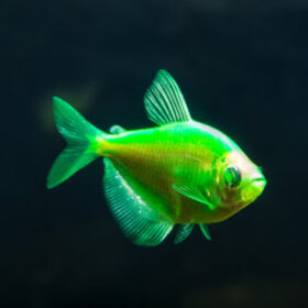Tetra Fluorescent Dark Green