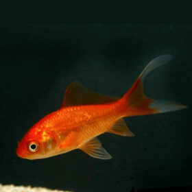 Χρυσόψαρα Red Comet