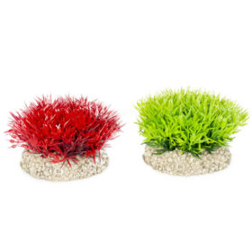 AQUA DELLA Plant Crystalwort Moss S