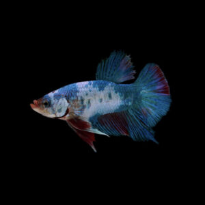 Betta Splendens Koi Male