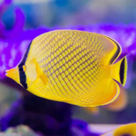 Chaetodon Rafflesi, Raffles Butterflyfish