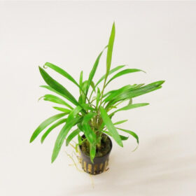 Cryptocoryne Costata pot