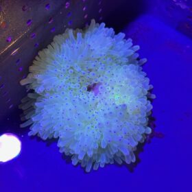 Heteractis Crispa White (Large)