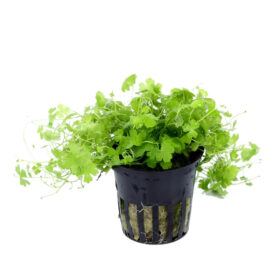 Hydrocotyle tripartita Pot