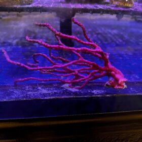 Lophogorgia Nodulifera (Red - Finger Gorgonia)
