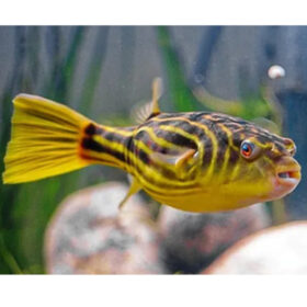 Puffer Fahaka