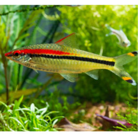 Red Line Torpedo Barb