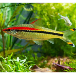 Red Line Torpedo Barb
