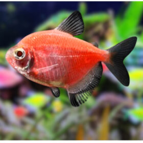 Tetra Fluorescent Black Red