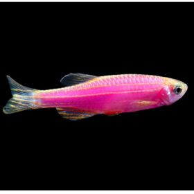 Zebra Danio Luminous Purple