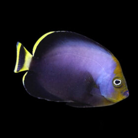 chaetodontoplus melanosoma