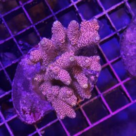 Acropora aberaquatic