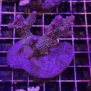 Acropora