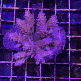 Acropora