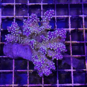 Acropora