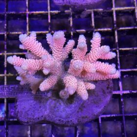 Acropora