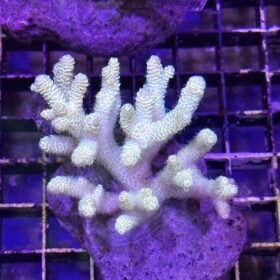 Acropora